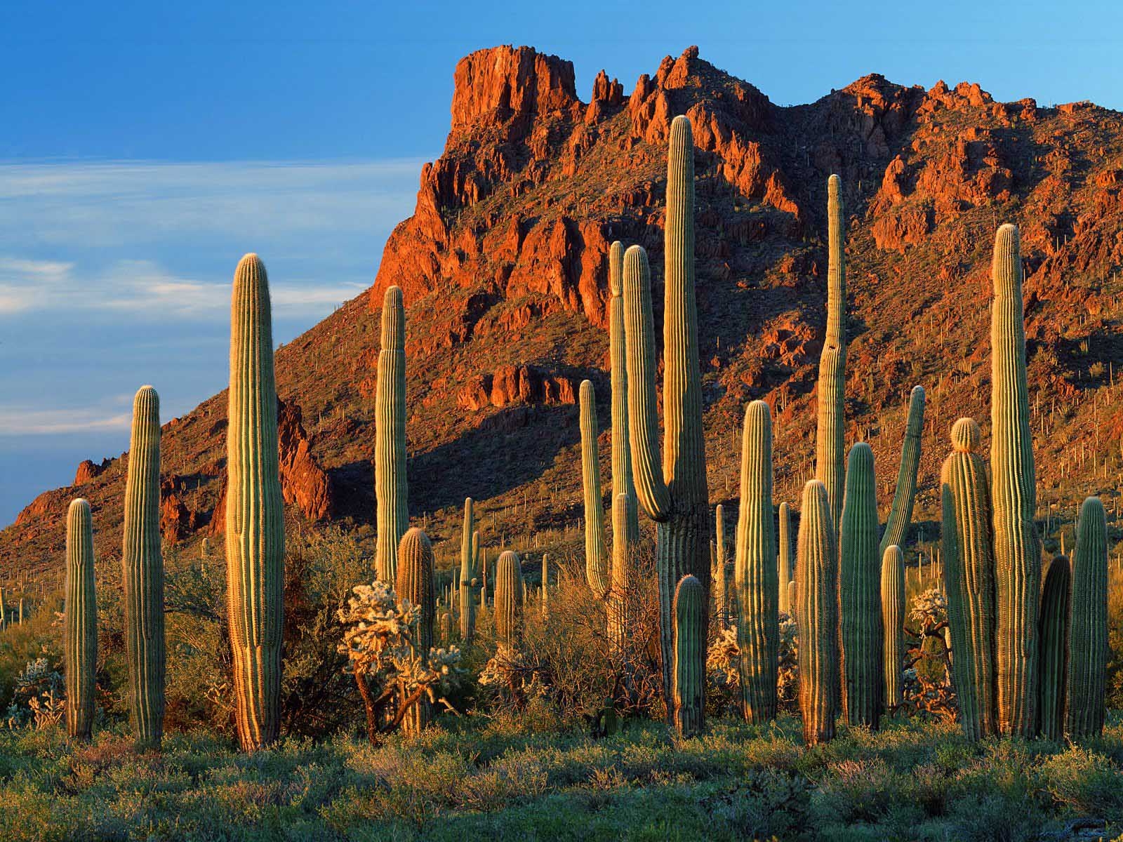 Arizona dipilih untuk fasilitas manufaktur baterai berteknologi tinggi