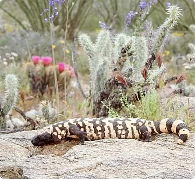 Gila Monster