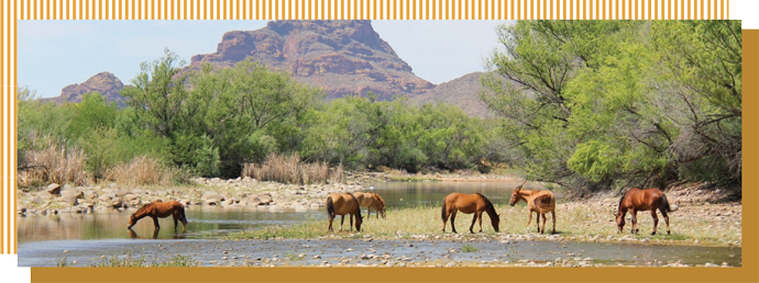 Standing Up For Wild Horses