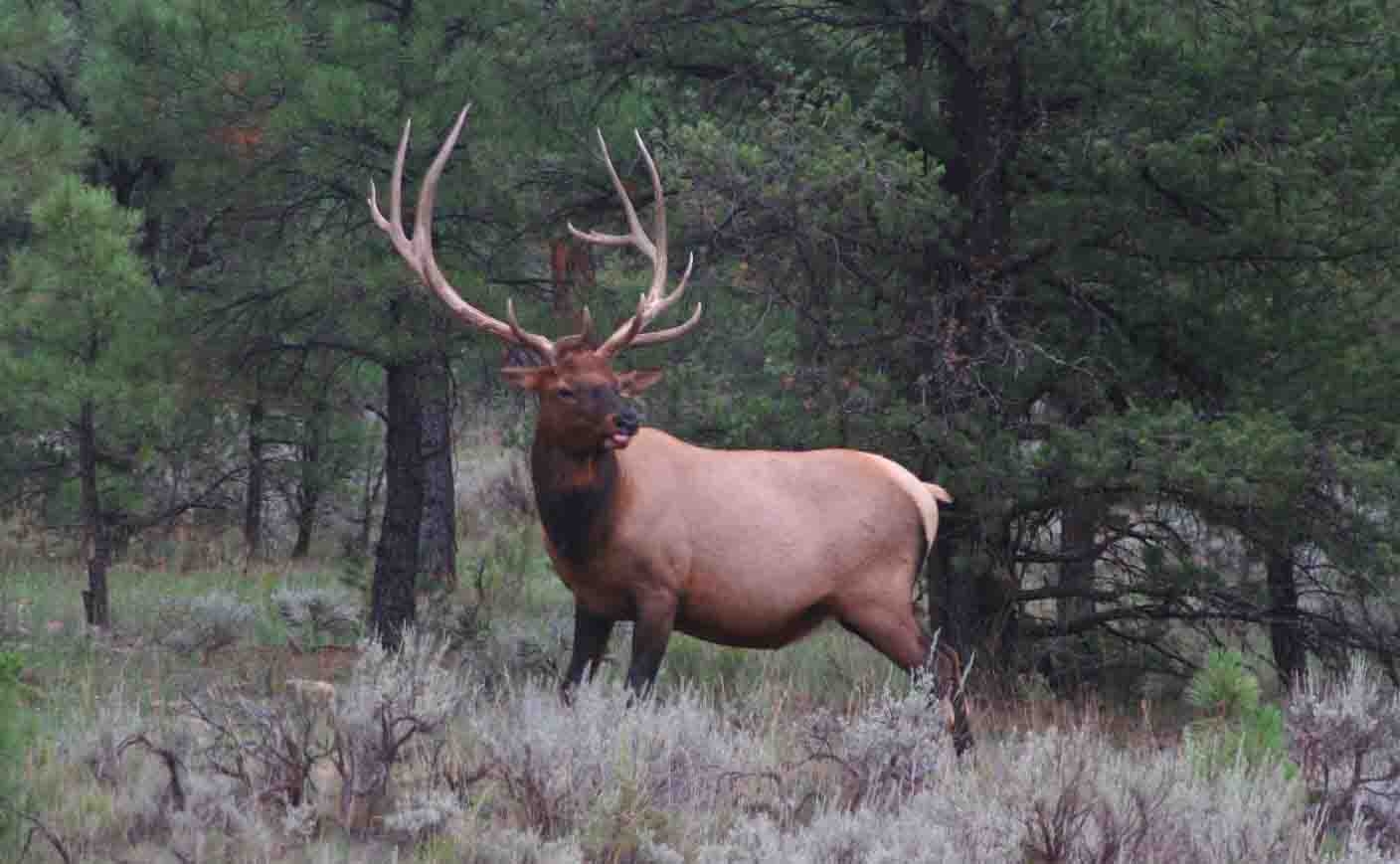 Applications Sought For Game And Fish Commission | Office of the Arizona  Governor