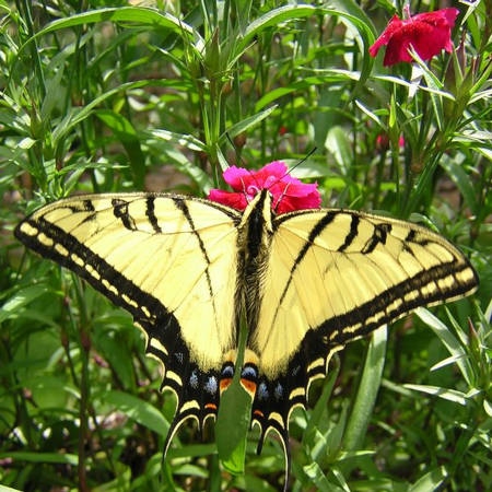 State Butterfly